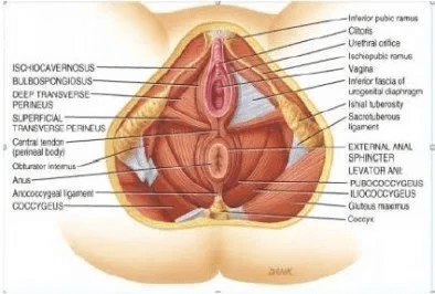 medical diagragm of the pelvic floor muscles