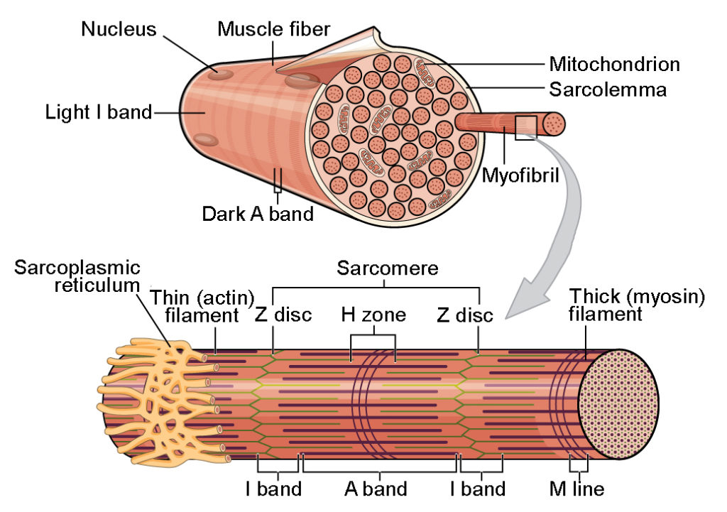 Anatomy of muscle and closeup of sarcomeres