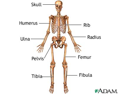 diagram of human skeletal system